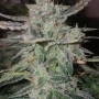 Семена конопли STARDAWG Auto от Fast Buds