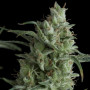 Cannabis seeds Auto KRYPTONITE from Pyramid Seeds