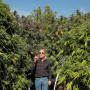 Сорт семян каннабиса Jamaica Sativa