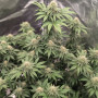 Семена конопли LEMONPAYA ™ от Fast Buds