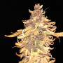 Cannabis seed variety Divine Indica