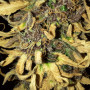 Cannabis seed variety Divine Indica