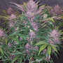 Семена конопли BLACKBERRY Auto от Fast Buds