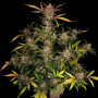 Семена конопли ZTRAWBERRIEZ Auto от Fast Buds