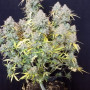 Семена конопли SIX SHOOTER Auto от Fast Buds