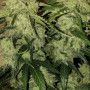 Семена конопли TANGIE Auto от Fast Buds