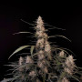 Cannabis seeds Original AMNESIA HAZE Auto from Fast Buds