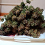 Сорт семян каннабиса Green Gelato