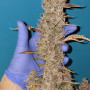 Семена конопли TROPICANA Cookies Auto от Fast Buds
