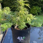 Семена конопли Original AUTO CINDERELLA от Fast Buds
