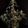 Cannabis seeds Original AK Auto from Fast Buds