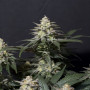 Cannabis seeds Purple LEMONADE_FF from Fast Buds