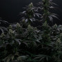 Семена конопли BISCOTTI GELATO™ от Fast Buds
