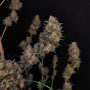 Семена конопли Original AUTO CHEESE от Fast Buds
