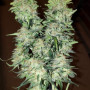 Семена конопли Original AUTO AK от Fast Buds