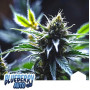 Cannabis seed variety Auto Blueberry