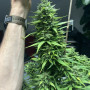 Cannabis seed variety Speedy Boom Auto