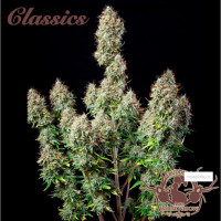 WHITE WIDOW® feminized