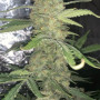Семена конопли Original AUTO OG KUSH от Fast Buds