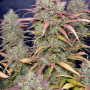 Семена конопли GORILLA COOKIES Auto от Fast Buds
