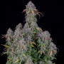 Семена конопли Original AUTO BLUEBERRY от Fast Buds