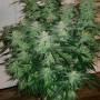 Семена конопли SIX SHOOTER Auto от Fast Buds