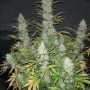 Семена конопли TANGIE Auto от Fast Buds