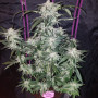 Семена конопли TANGIE Auto от Fast Buds