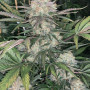 Cannabis seeds Original AUTO BUBBLEGUM from Fast Buds