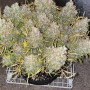 Cannabis seeds Original AUTO SKUNK from Fast Buds