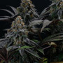 Семена конопли LEMON CHERRY RUNTZ ™ от Fast Buds