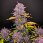 Семена конопли PURPLE LEMONADE Auto от Fast Buds