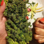 Cannabis seeds Original AUTO NORTHERN LIGHTS from Fast Buds