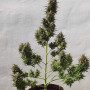 Семена конопли Original AUTO CINDERELLA от Fast Buds