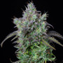 Cannabis seeds Original BIG BUD Auto from Fast Buds