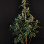 Семена конопли Original AUTO CHEESE от Fast Buds