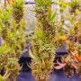 Сорт семян каннабиса Green Gelato