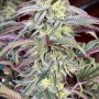 Семена конопли PAPAYA SHERBET ™ от Fast Buds