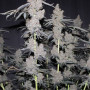 Семена конопли Purple LEMONADE FF от Fast Buds