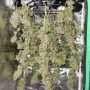 Семена конопли TROPICANA Cookies Auto от Fast Buds