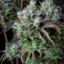 Cannabis seeds Original BIG BUD Auto from Fast Buds