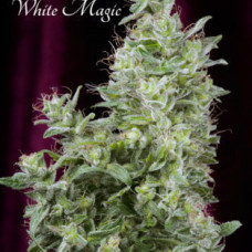 White Magic