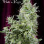 Cannabis seed variety White Magic