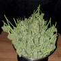 Семена конопли Wedding CHEESECAKE Auto от Fast Buds