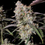 Семена конопли GORILLA Z Auto (GORILLA Zkittlez Auto) от Fast Buds