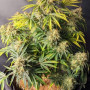 Cannabis seeds Original AUTO SKUNK from Fast Buds