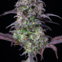 Cannabis seeds Original BLUEBERRY Auto from Fast Buds