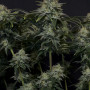 Cannabis seeds GORILLA Cookies FF from Fast Buds
