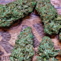 Семена конопли GORILLA MELON ™ от Fast Buds