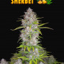 Семена конопли ORANGE SHERBET Auto от Fast Buds
